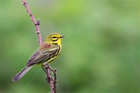 Prairie Warbler