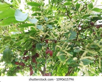 Terminalia Arjuna Plant Flower Seeds Leaves Stock Photo 1090615796 ...