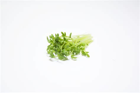 Curly Cress Garden Cress Mumms Sprouting Seeds