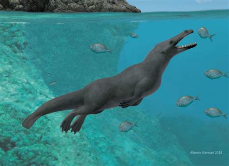 Prehistoric Four Legged Whale Found On Peruvian Coast •