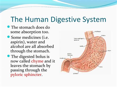 The Digestive System Ppt