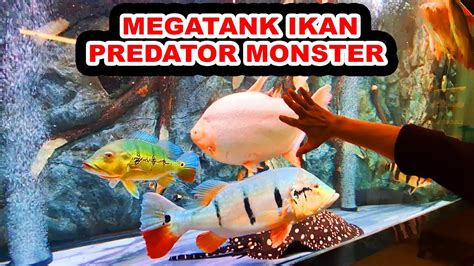 Megatank Ikan Predator Monster Arwana Sr Sb King Arowana Pbass