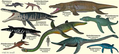 Plesiosaurus Facts The Intriguing Mystery Of It Only Dinosaurs