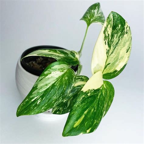 Jual Tanaman Bunga Monstera Standleyana Variegata Philodendron