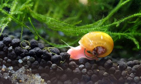 Schnecken Im Aquarium Halten Arten F R Anf Nger Einrichtung Zucht