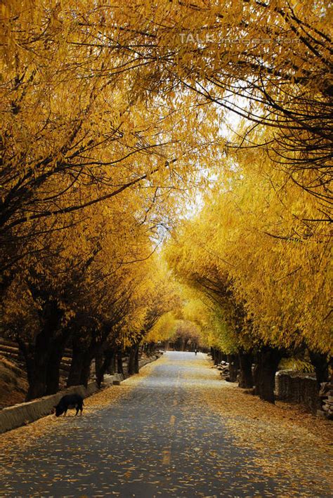 无人竖图室外白天正面旅游度假美景秋季森林树林植物道路路公路叶子西双版纳中国亚洲景观枯叶落叶交通