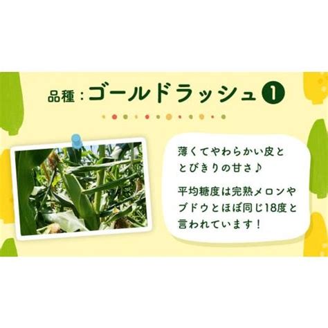 ふるさと納税 茨城県 八千代町 【先行予約】 朝採り とうもろこし （ ゴールドラッシュ ） 約 6kg 《 6月下旬 以降発送