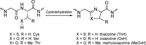 Scheme 2 Heterocyclization Reaction Of Cysteine Serine Or Threonine