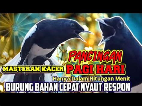 Kacer Gacor Ngeplong Merangsang Kacer Lain Ikut Nyaut Bunyi Ampuh Buat