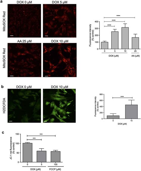 Doxorubicin Triggers Mitochondrial Perturbations And Reactive Oxygen