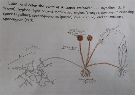 Solved Label And Color The Parts Of Rhizopus Stolonifer Chegg