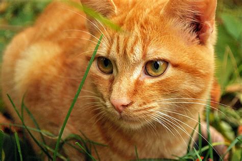 Royalty-Free photo: Orange Tabby cat on green lawn | PickPik