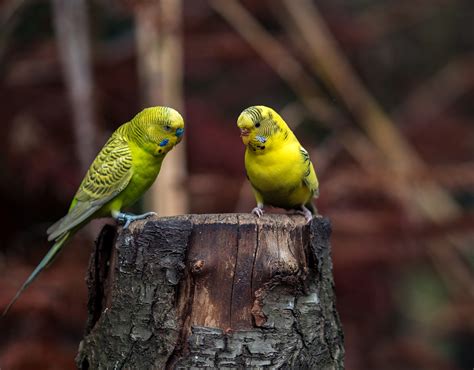 300 Free Budgies Bird Budgie Images Pixabay