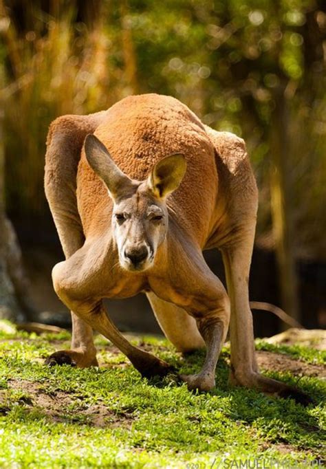 Australian Red Kangaroo Facts | PeepsBurgh.Com