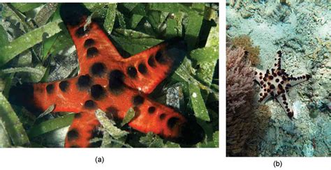 Seagrass Meadows Provide Multiple Benefits To Adjacent Coral Reefs Through Various Microhabitat