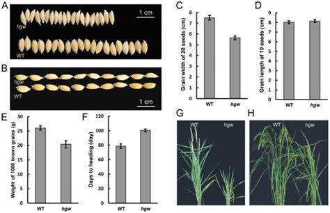 A And B Grain Phenotypes Of Hgw And The Wt Control C Grain