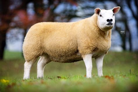 2018 - The British Texel Sheep Society Ltd