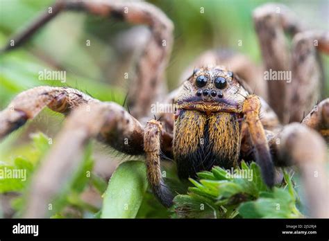 European Wolf Spider False Tarantula Or Radiated Wolf Spider Hogna