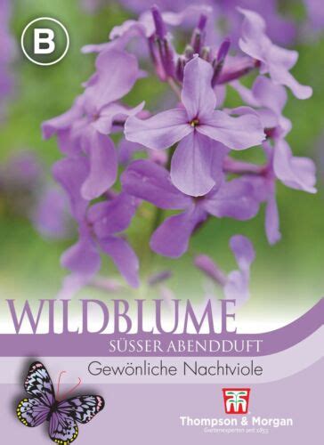 Nachtviole Hesperis Matronalis Bienenweide Wildblume Samen 9044 EBay