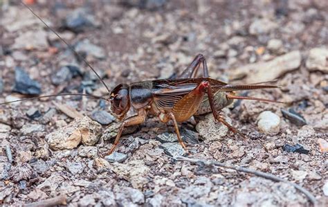 Crickets A Guide To Cricket Control And Prevention In Ks And Mo