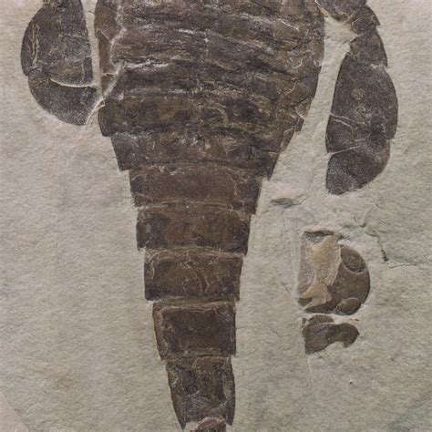 The Part Collected In Two Pieces Of The Giant Specimen Of Acutiramus