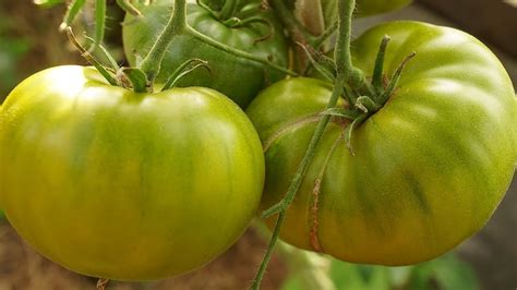 Томат Золото Чероки Грин (Cherokee Green Gold). Урожайные зелёные ...
