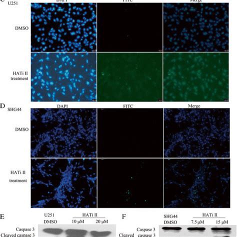 Hati Ii Induces Apoptosis Dna Fragmentation And Activation Of