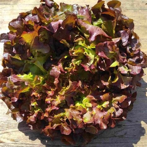 Laitue feuille de chêne rouge BIO