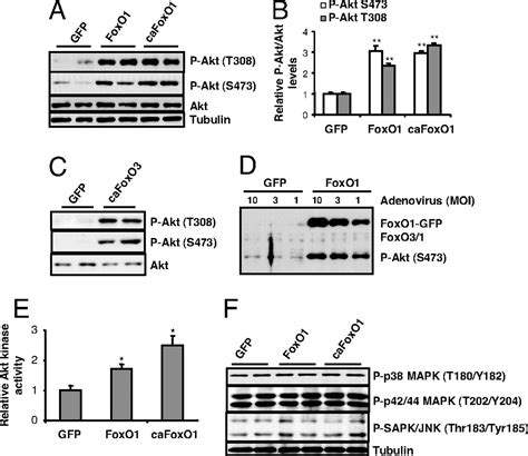 Foxo Transcription Factors Activate Akt And Attenuate Insulin Signaling