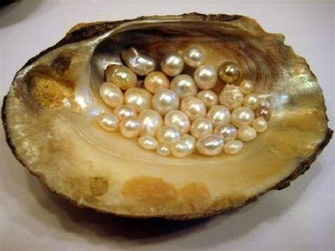 Clam Pearls