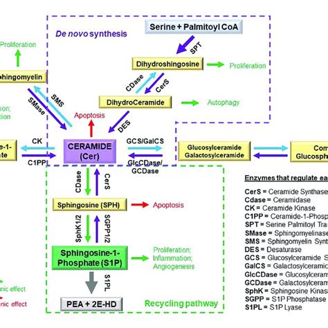 Schematic Of Sphingolipid Metabolism And Regulatory Interconnections