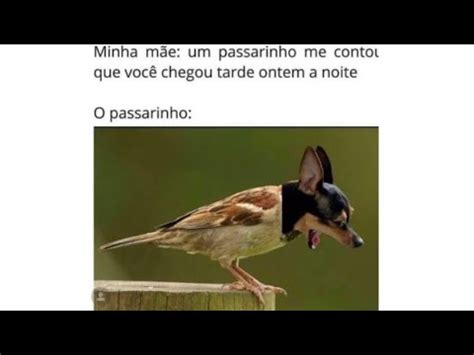 Um Passarinho Me Contou Memes Em Imagens Youtube