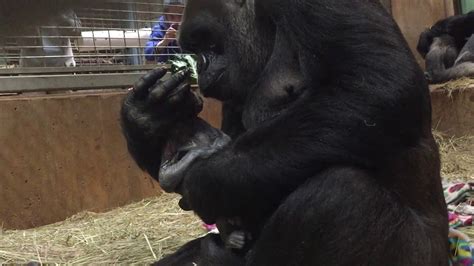 Gorillas Giving Birth