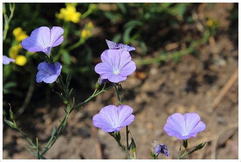 Lein Linum Narbonense Margrit Flickr