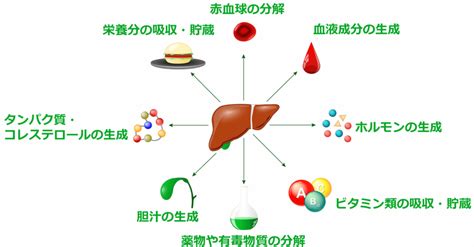 無症状でも要注意！肝機能障害の原因と対策 あかし内科クリニック