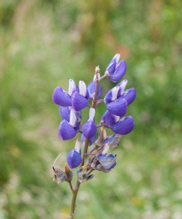 When to plant bluebonnet seeds: for brilliant blue flowers | Homes ...