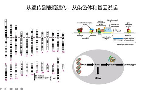 Day08遗传与表观遗传理论哔哩哔哩bilibili