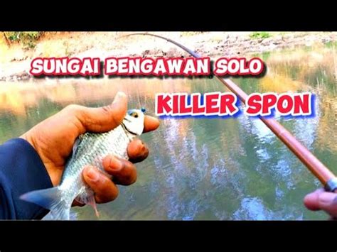 Mancing Di Sungai Bengawan Solo Killer Spon Mancing Tawes Bader Youtube