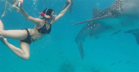 Cebu Whale Sharks Tumalog Falls And Sumilon Sand Bar Tour Getyourguide