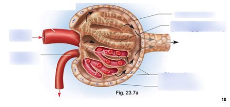 renal corpuscle Diagram | Quizlet