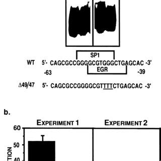 A Dominant Negative Egr Inhibits Mdr Promoter Activation By Tpa A