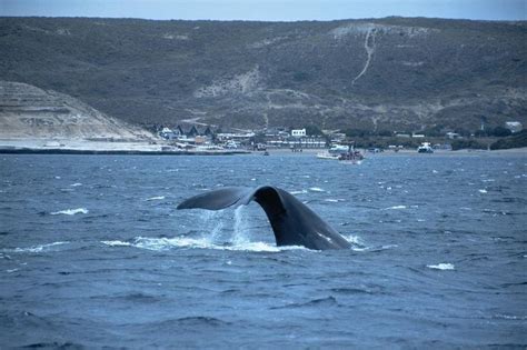 Facebook Viajando Por Argentina Avistaje De Ballenas En Puerto