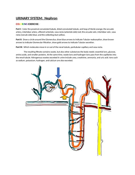 Coloring Urinary Nephron Urinary System Nephron Coloring Exercise