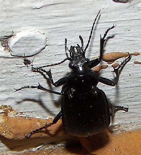 Weird Beetle Calosoma Sayi Bugguidenet