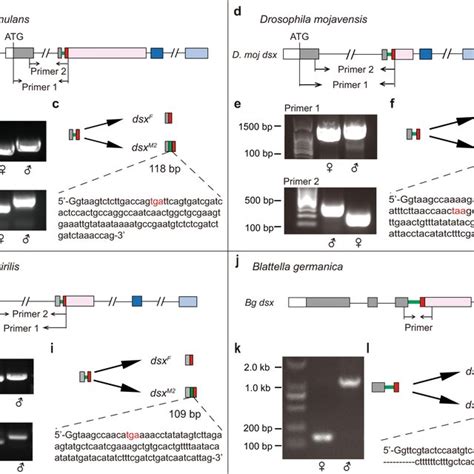 An Evolutionary Pathway Of Dsx Alternative Splicing Underlying Sexual Download Scientific