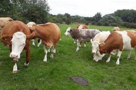 10 Pedigree Simmental Breeding Cows with Calves at Foot - SellMyLivestock