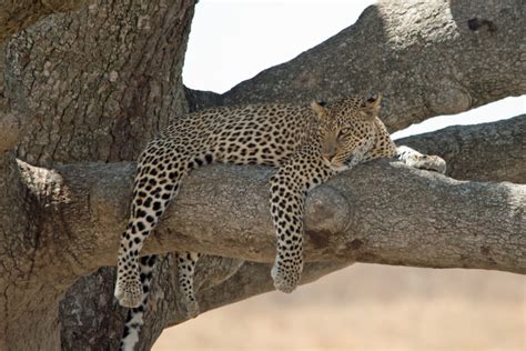 2 Days Tanzania Budget Safari Braventure Africa