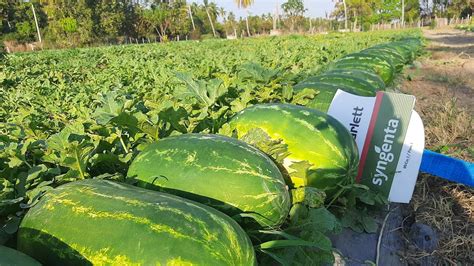 Cómo cultivar sandías en México Mi Tienduca