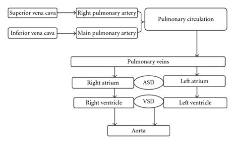 A schematic diagram of the blood flow in the presented patient after ...