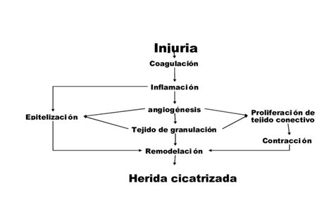 Fases De La Cicatrizacion